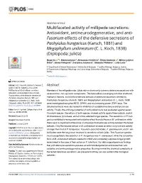 Megaphyllum Unilineatum (C