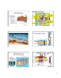 Phospholipid Bilayer Fibers of Extra- Cellular Matrix (ECM)