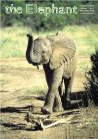 "The Elephant"11.4.Indd