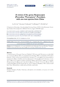 Psocodea, “Psocoptera”, Psocidae), with One New Species