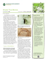 Shade Tree Borers Fact Sheet No
