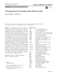 Cell Migration in the Developing Rodent Olfactory System