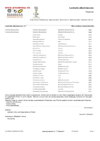 Lachnella Alboviolascens
