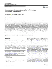 Αii-Spectrin and Βii-Spectrin Do Not Affect Tgfβ1-Induced Myofibroblast Differentiation
