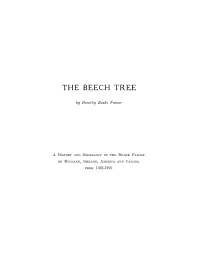 The Beech Tree