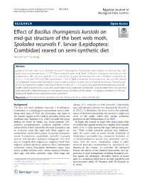 Effect of Bacillus Thuringiensis Kurstaki on Mid-Gut Structure of the Beet Web Moth, Spoladea Recurvalis F