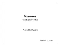 Neurons (And Glial Cells)