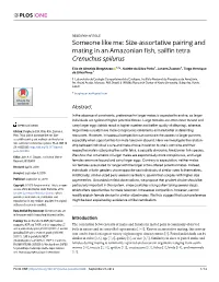 Someone Like Me: Size-Assortative Pairing and Mating in an Amazonian Fish, Sailfin Tetra Crenuchus Spilurus