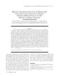 Glycine Immunoreactivity of Multipolar Neurons in the Ventral Cochlear Nucleus Which Project to the Dorsal Cochlear Nucleus