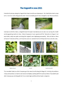 The Hogsmill in June 2021