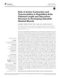 Role of Active Contraction and Tropomodulins in Regulating Actin Filament Length and Sarcomere Structure in Developing Zebraﬁsh Skeletal Muscle
