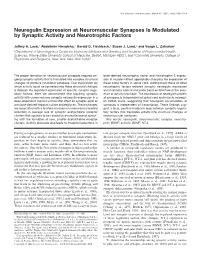 Neuregulin Expression at Neuromuscular Synapses Is Modulated by Synaptic Activity and Neurotrophic Factors