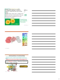 Characterizing and Classifying Prokaryotes CONCEPT 11.1