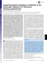 Compartmentalized Cyanophycin Metabolism in the Diazotrophic Filaments of a Heterocyst- Forming Cyanobacterium