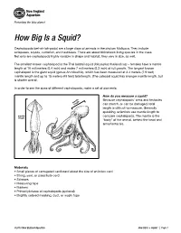 How Big Is a Squid?