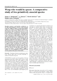 Wasp Who Would Be Queen: a Comparative Study of Two Primitively Eusocial Species