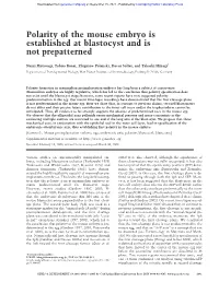 Polarity of the Mouse Embryo Is Established at Blastocyst and Is Not Prepatterned
