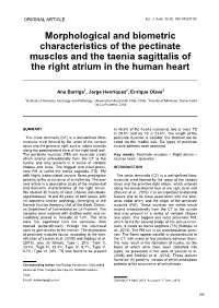 Morphological and Biometric Characteristics of the Pectinate Muscles and the Taenia Sagittalis of the Right Atrium in the Human Heart