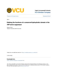 Defining the Functions of a Conserved Hydrophobic Domain in the ARF Tumor Suppressor