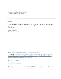 Feedforward and Feedback Signals in the Olfactory System Srimoy Chakraborty University of Arkansas, Fayetteville