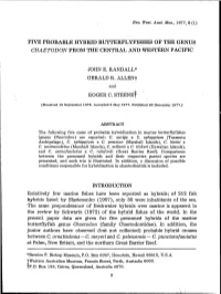 Adec Preview Generated PDF File