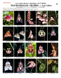 PLEUROTHALLID ORCHIDS of Los Cedros Lorena Endara –Univ