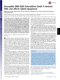 Drosophila IRBP Bzip Heterodimer Binds P-Element DNA and Affects Hybrid Dysgenesis
