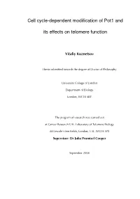 Cell Cycle-Dependent Modification of Pot1 and Its Effects on Telomere