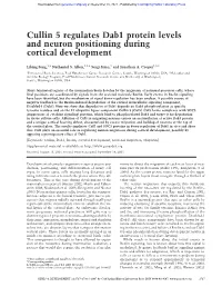 Cullin 5 Regulates Dab1 Protein Levels and Neuron Positioning During Cortical Development