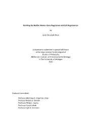 Building the Biofilm Matrix: Gene Regulation and Cell Organization