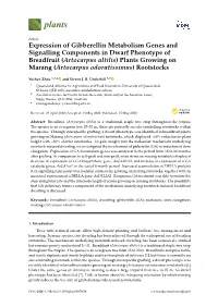 Expression of Gibberellin Metabolism Genes and Signalling