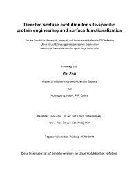 Directed Sortase Evolution for Site-Specific Protein Engineering and Surface Functionalization