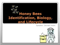 Honey Bees Identification, Biology, and Lifecycle Speaker: Donald Joslin  Hive Consists of Three Types of Bees ◦ Queen, Drone and Worker