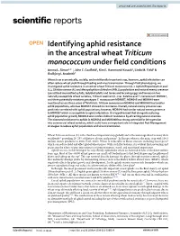 Identifying Aphid Resistance in the Ancestral Wheat Triticum Monococcum Under Feld Conditions Amma L