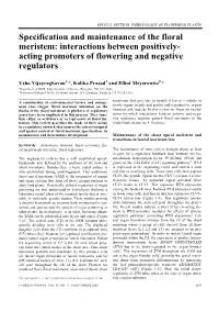 Specification and Maintenance of the Floral Meristem: Interactions Between Positively- Acting Promoters of Flowering and Negative Regulators