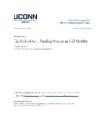 The Role of Actin Binding Proteins in Cell Motility Elizabeth Ojukwu University of Connecticut - Storrs, Onyinye.Onyinye@Gmail.Com