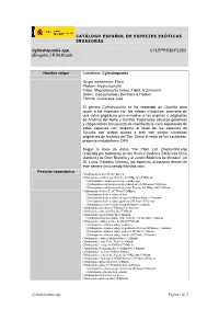 Cylindropuntia Spp. CYLSPP/EEI/FL023 (Engelm.) F.M.Knuth