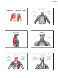 Muscles of the Upper Limb.Pdf