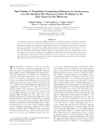 Fine-Tuning of Translation Termination Efficiency In
