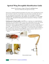 Spotted Wing Drosophila Identification Guide