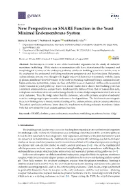 New Perspectives on SNARE Function in the Yeast Minimal Endomembrane System