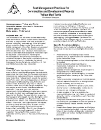 Yellow Mud Turtle Best Management Practices