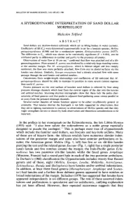 A Hydrodynamic Interpretation of Sand Dollar Morphology