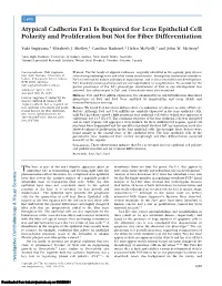 Atypical Cadherin Fat1 Is Required for Lens Epithelial Cell Polarity and Proliferation but Not for Fiber Differentiation
