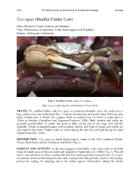 Uca Rapax (Mudflat Fiddler Crab)