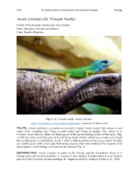 Anolis Trinitatis (St. Vincent Anole) Family: Polychrotidae (Anoles and Tree Lizards) Order: Squamata (Lizards and Snakes) Class: Reptilia (Reptiles)