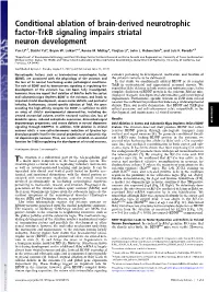 Conditional Ablation of Brain-Derived Neurotrophic Factor-Trkb Signaling Impairs Striatal Neuron Development