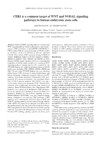 CER1 Is a Common Target of WNT and NODAL Signaling Pathways in Human Embryonic Stem Cells