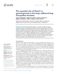 The Essential Role of Dnmt1 in Gametogenesis in the Large
