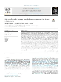 Odd-Nosed Monkey Scapular Morphology Converges on That of Arm- Swinging Apes